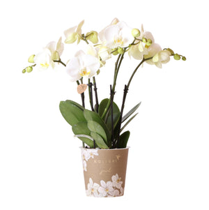 Everspring witte Phalaenopsis orchidee plant in decoratieve pot met groene bladeren
