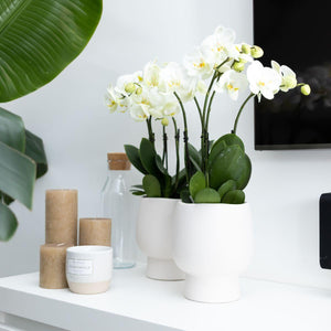 Everspring witte orchidee plant in moderne witte potten op een strakke witte kast