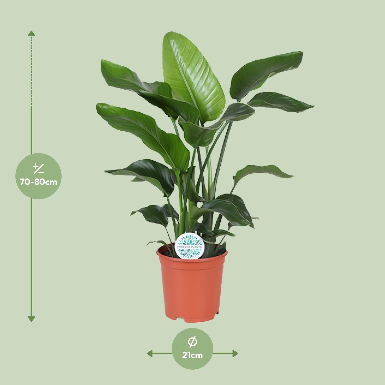 Everspring Paradijsvogelplant kopen 70-80 cm hoge groene kamerplant in pot met 21 cm diameter