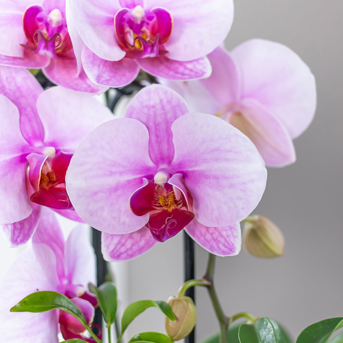 Roze orchidee bloemen close-up van Everspring plant perfect voor roze orchidee kopen