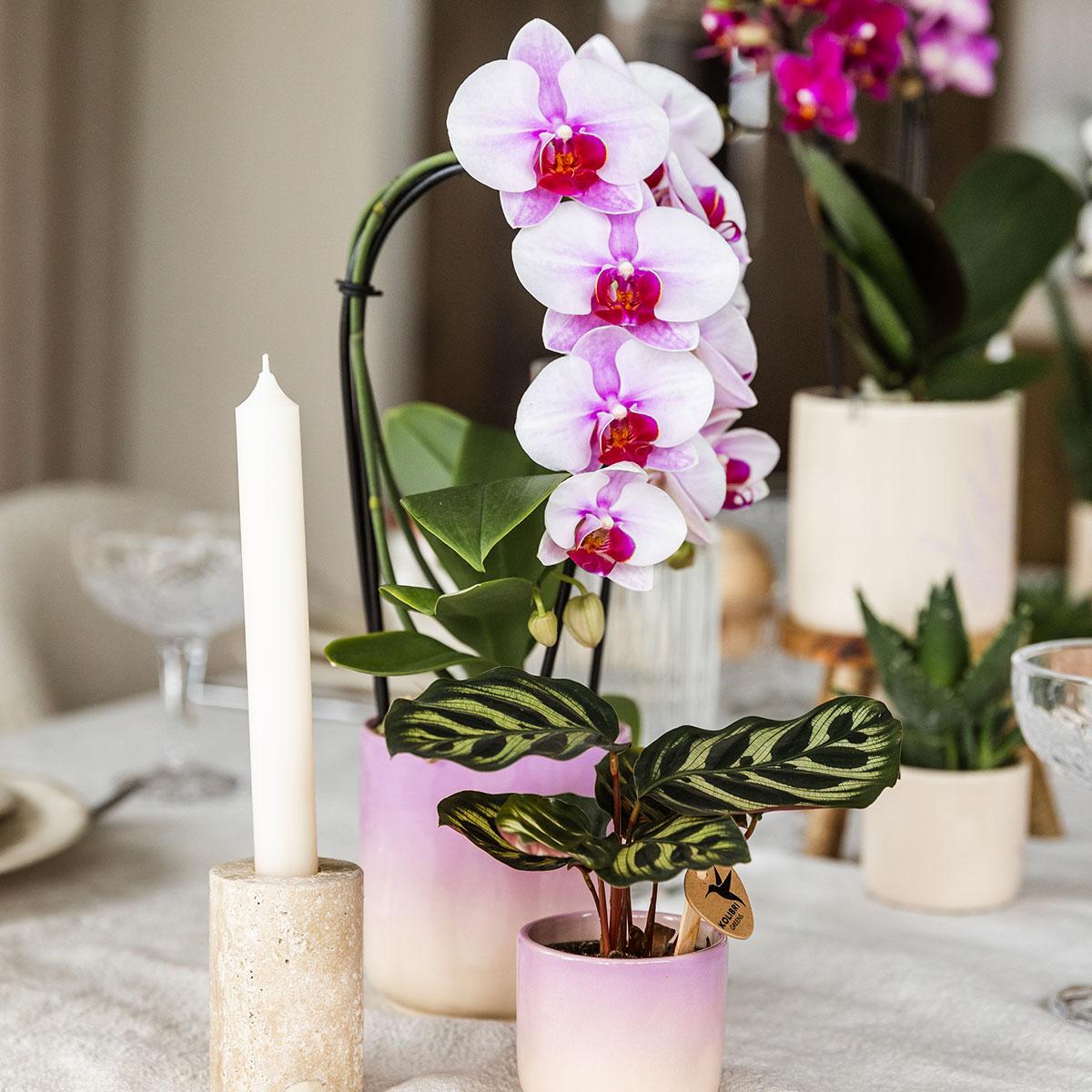 Roze orchidee kopen van Everspring met elegante bloemen in een zachte roze pot op tafel