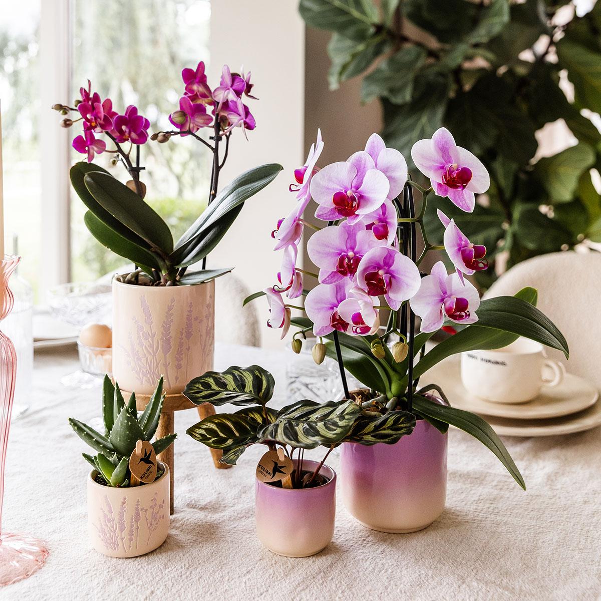 Roze sierpot keramiek van Everspring met verschillende planten en bloemen op een tafel