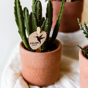 Everspring rustieke oranje bloempot met groene cactusplant en houten plantenlabel