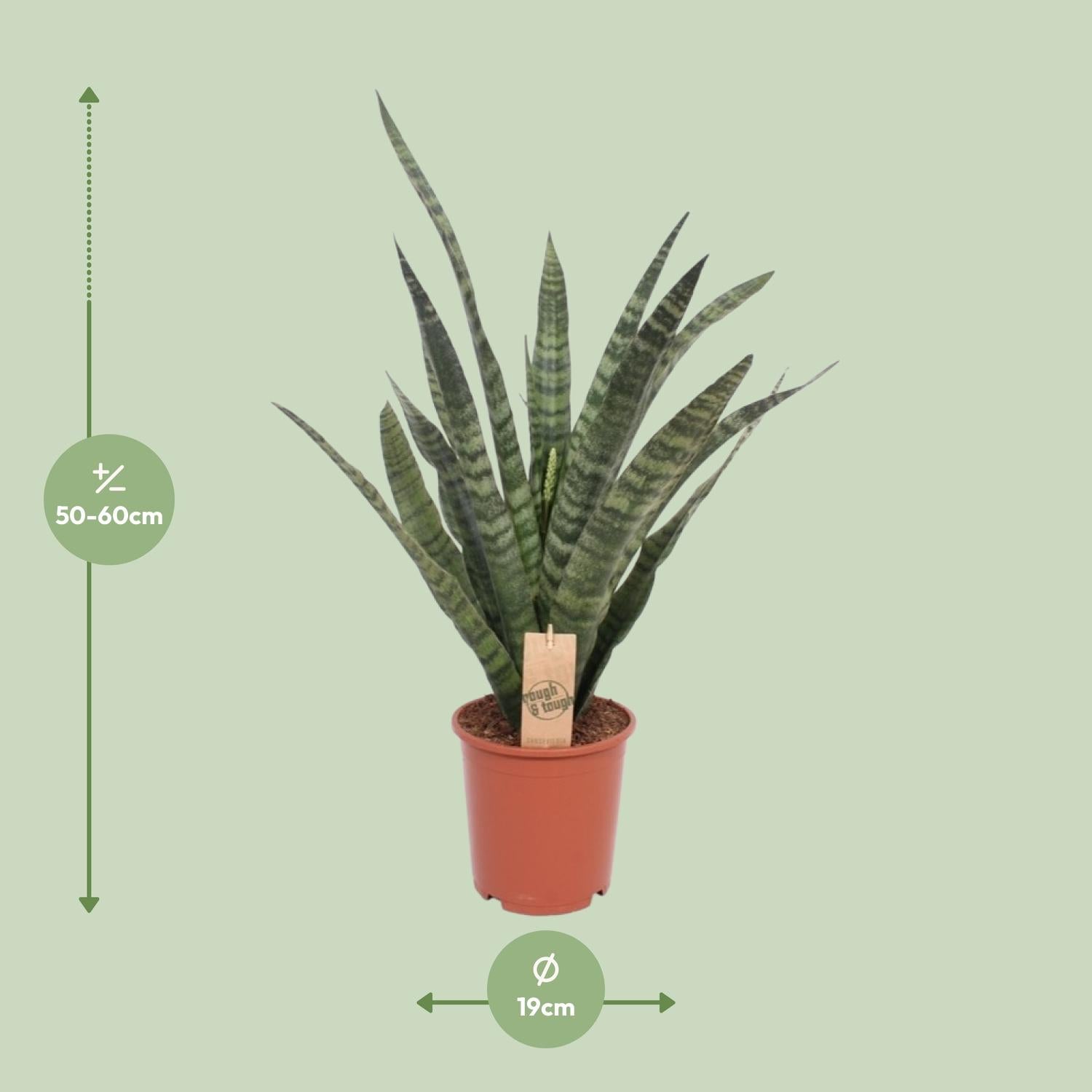 Vrouwentong - Sansevieria Diamond Green