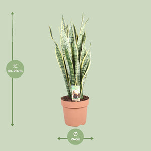 Everspring kamerplant Sansevieria ongeveer 80-90 cm hoog met potdoorsnede van 24 cm