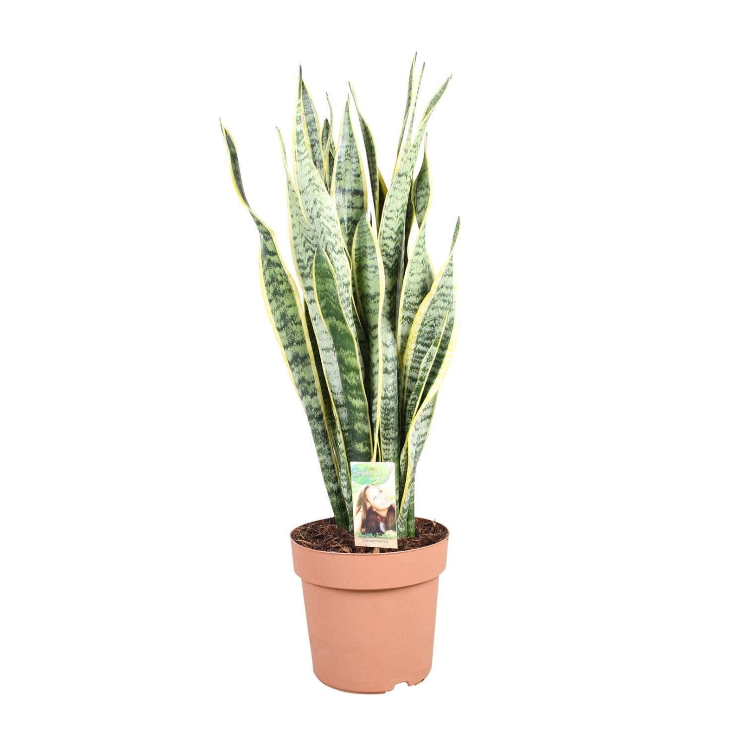 Everspring Sansevieria plant in terracotta pot met lange groene en gele bladeren