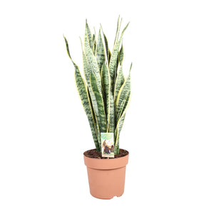 Everspring Sansevieria plant in terracotta pot met lange groene en gele bladeren