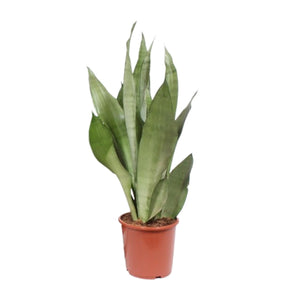 Sansevieria Moonshine kopen groene kamerplant in bruine pot van Everspring voor interieurdecoratie