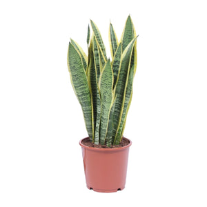 Everspring Sansevieria plant in pot met groene bladeren en gele randen voor binnen