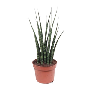 Everspring groene sansevieria plant met lange smalle bladeren in terracotta pot