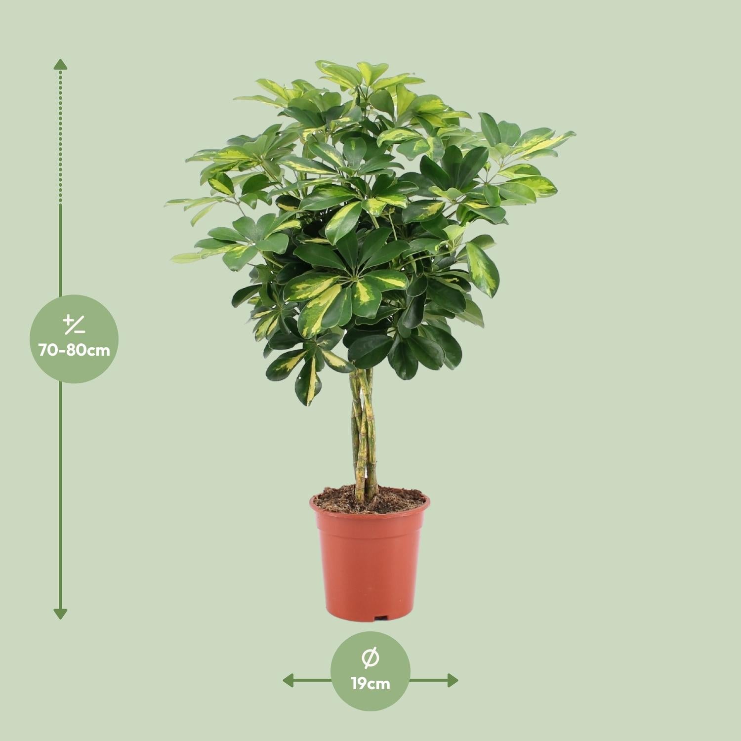 Everspring groene kamerplant van 70-80 cm hoog in pot met 19 cm diameter voor binnenhuisdecoratie