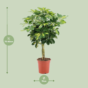 Everspring groene kamerplant van 70-80 cm hoog in pot met 19 cm diameter voor binnenhuisdecoratie