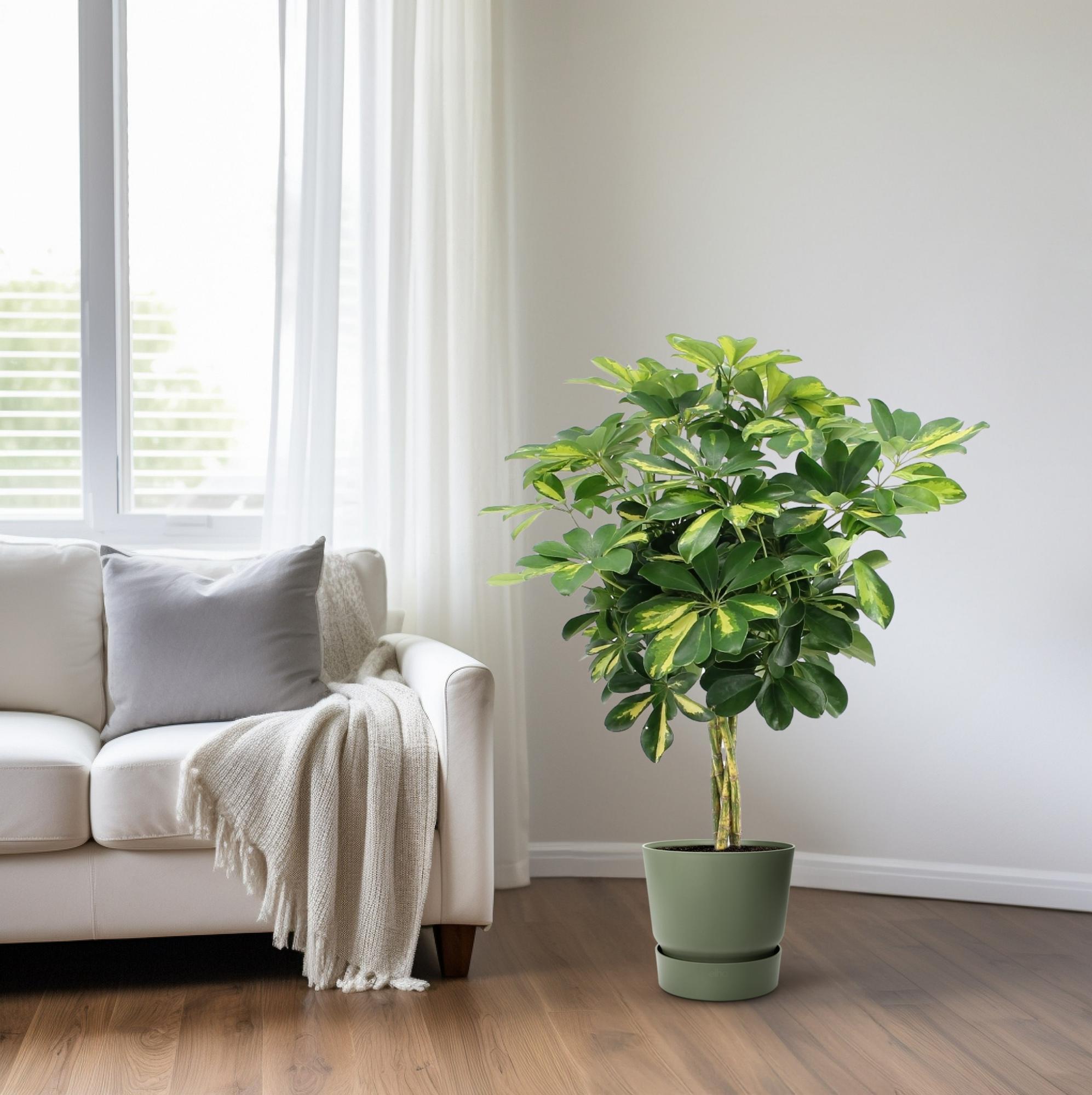 Everspring groene kamerplant in een groene pot naast een witte bank met kussen en deken