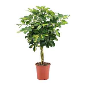 Everspring groene kamerplant met glanzende bladeren in een oranje pot voor binnen