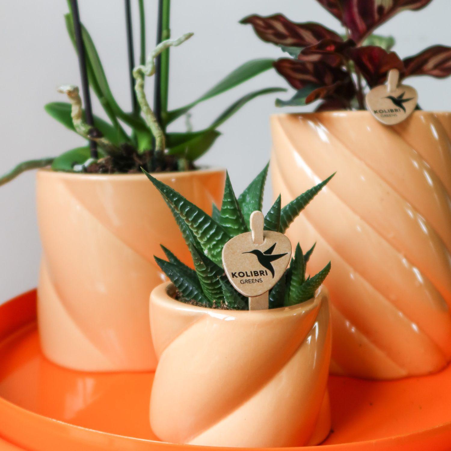 Everspring sierpot perzik kleur met verschillende planten op een oranje dienblad