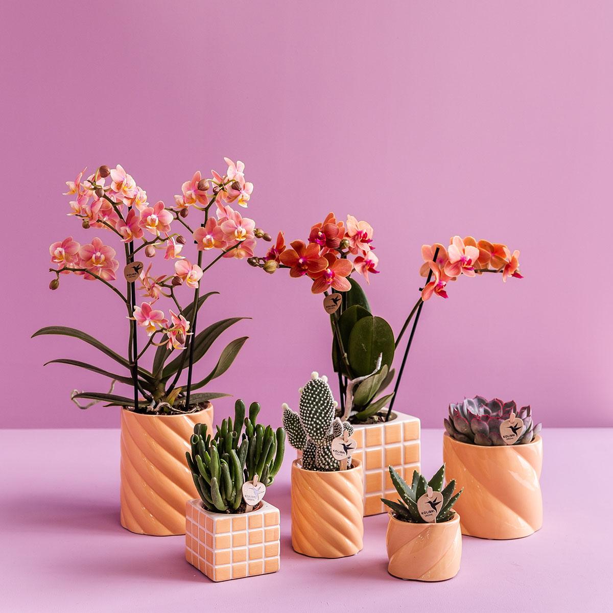Everspring sierpot perzik set met verschillende vormen en groene planten tegen roze achtergrond