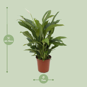 Everspring groene kamerplant in pot met afmeting 17 cm en hoogte 60-70 cm