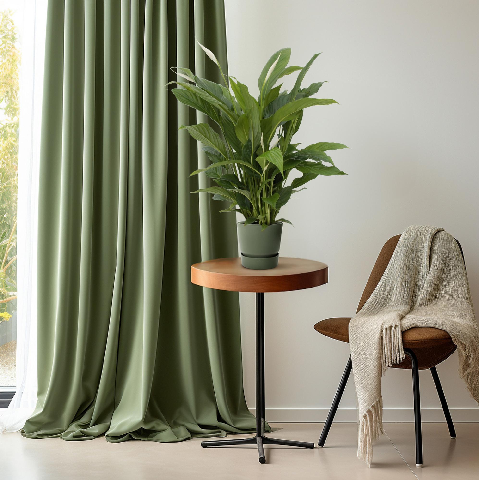 Everspring groene plant in pot op houten tafeltje naast stoel met beige deken en groene gordijnen