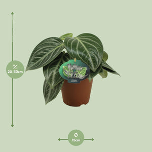 Everspring streepjespeperomia kopen plant in pot met groene bladeren en witte strepen