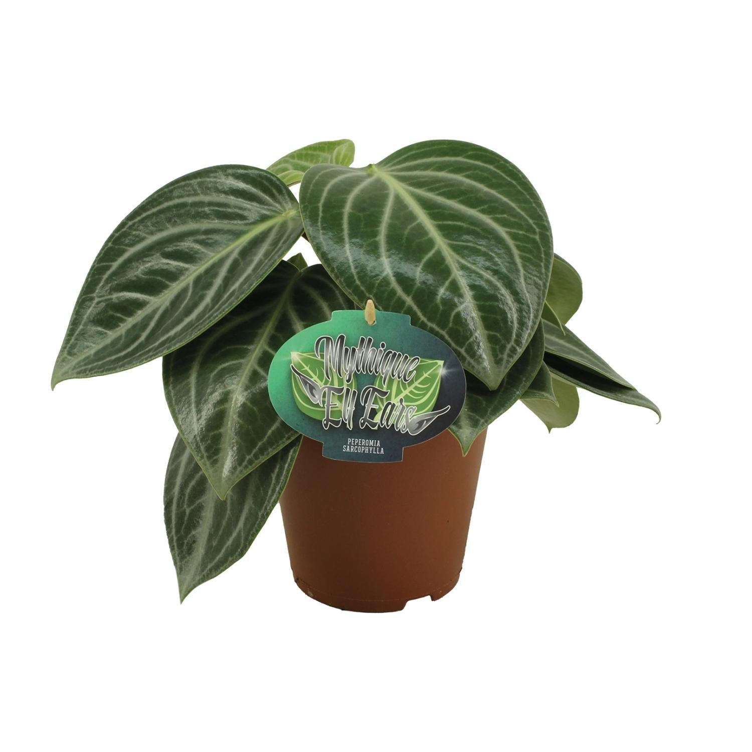 Everspring streepjespeperomia kopen groene kamerplant met donkergroene bladeren in bruine pot