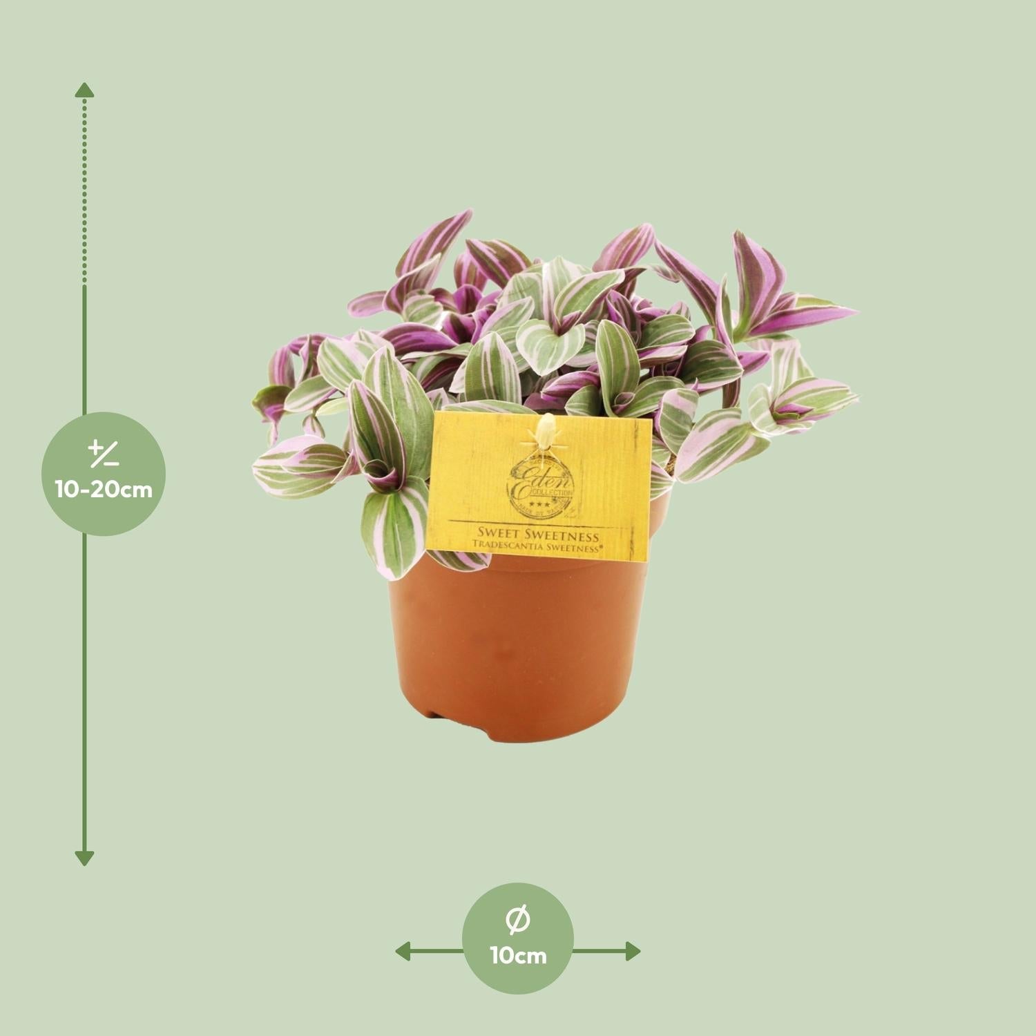 Everspring plant met paarsgroene bladeren in een pot van 10 cm hoog 10 tot 20 cm groot