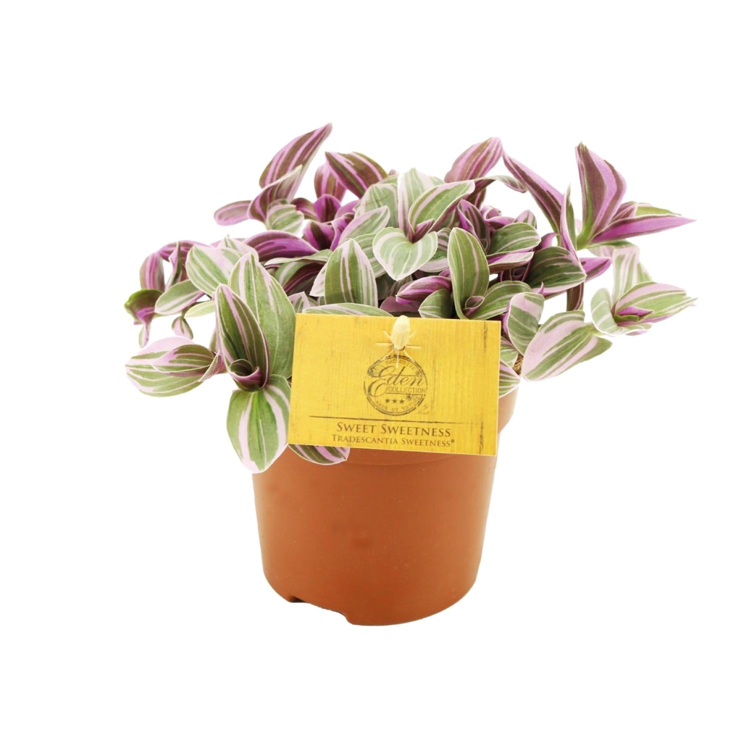 Everspring Tradescantia Sweet Sweetness plant met groen-witte en paarse bladeren in terracotta pot