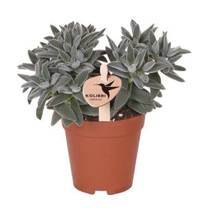Everspring groene vetplant in bruine pot met dikke vlezige bladeren