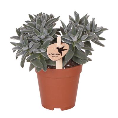 Everspring groene vetplant in bruine pot met dikke vlezige bladeren
