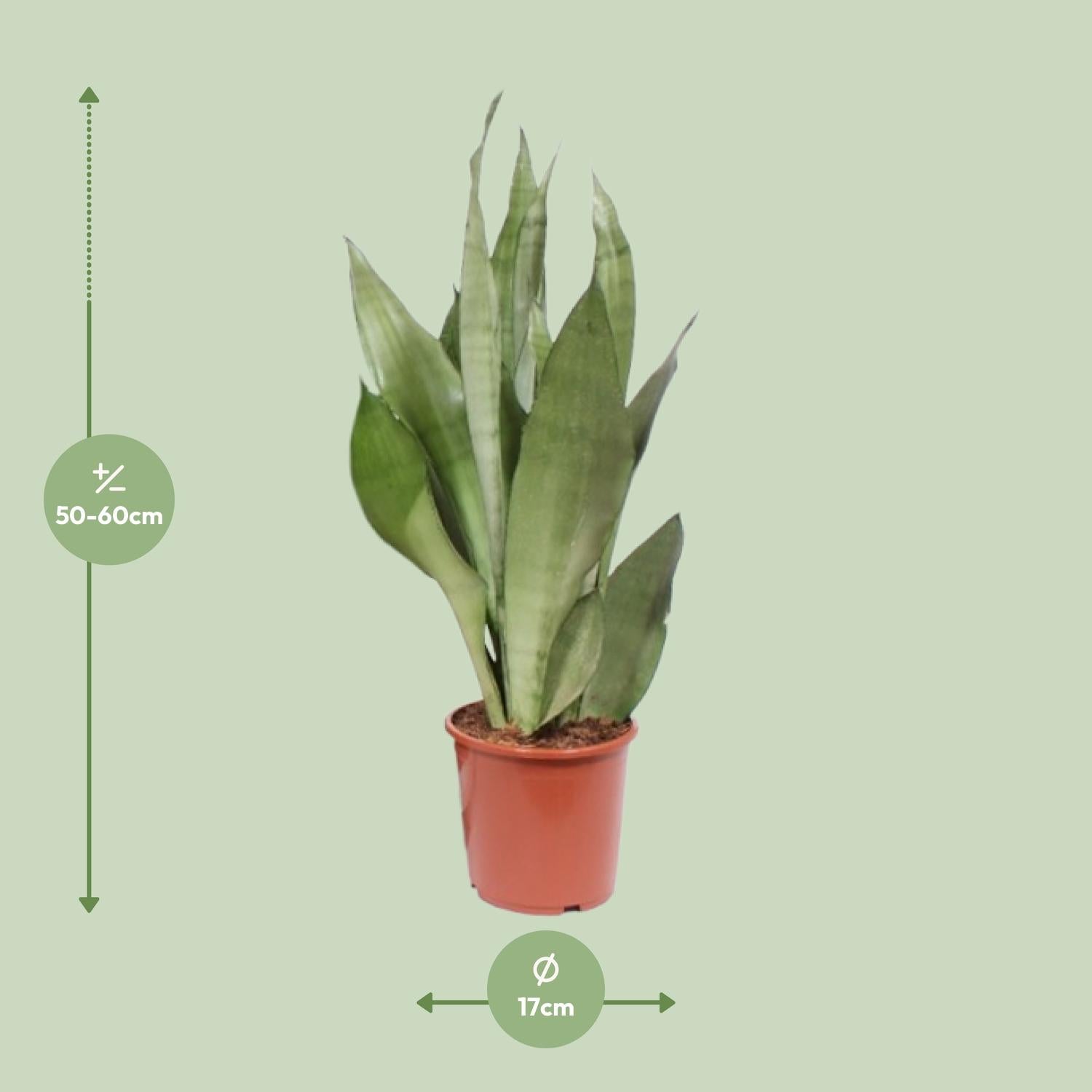 Vrouwentong - Sansevieria Moonshine - Ø17cm - ↕60cm