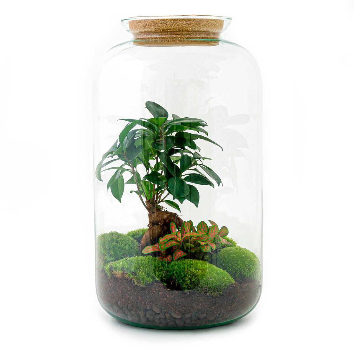 DIY terrarium - Sven Bonsai - ↕ 43 cm - Normal Everspring