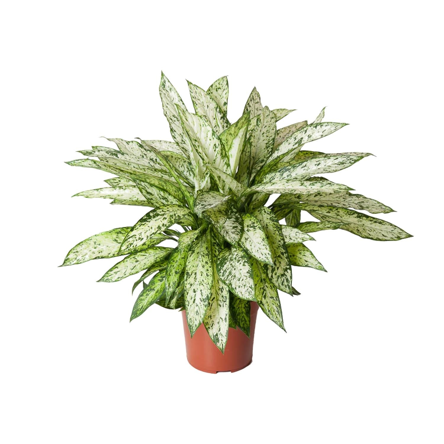 Dief van Bagdad - Dieffenbachia Vesuvius - Ø27cm - ↕80cm