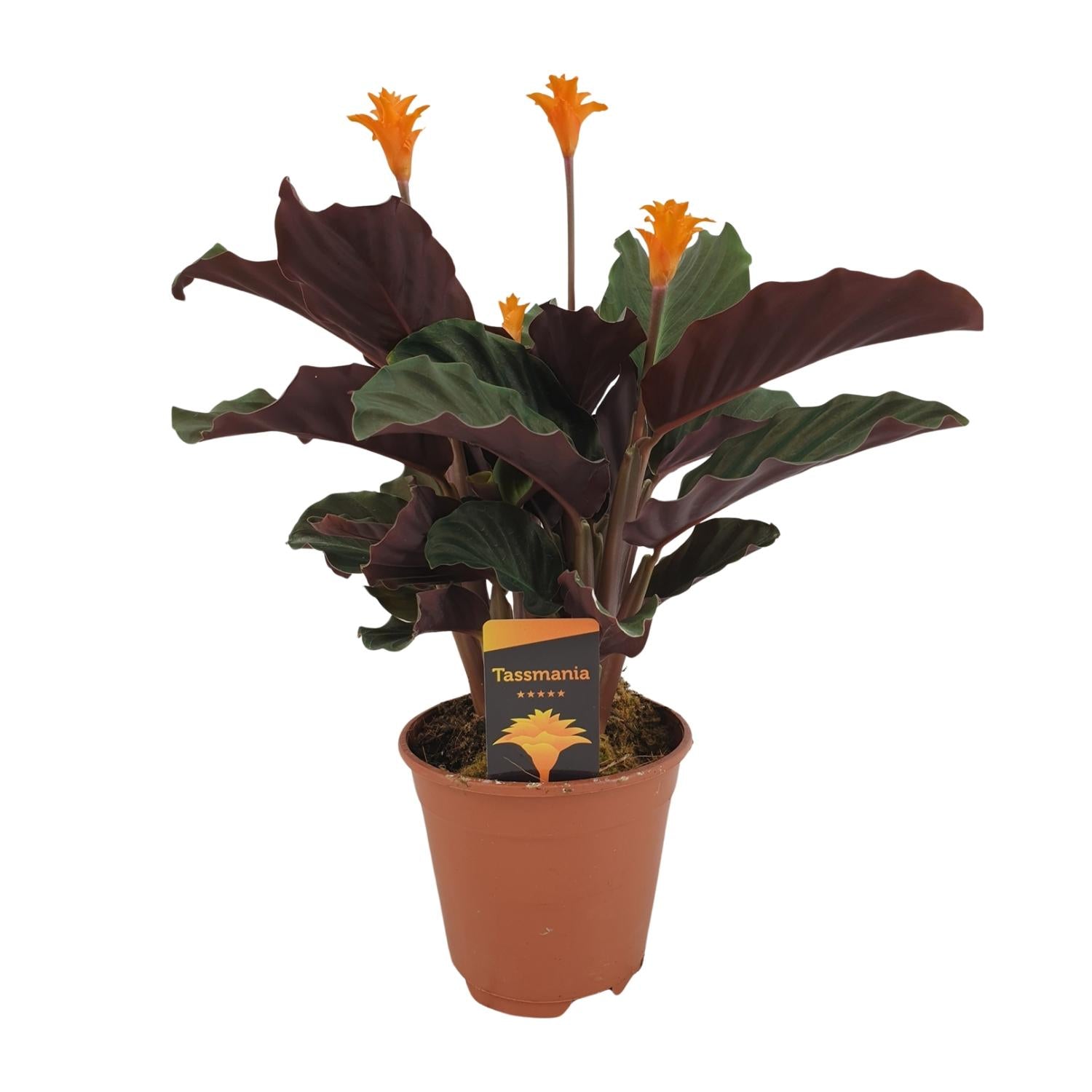 Pauwenplant - Calathea Crocata - Ø14cm - ↕40cm