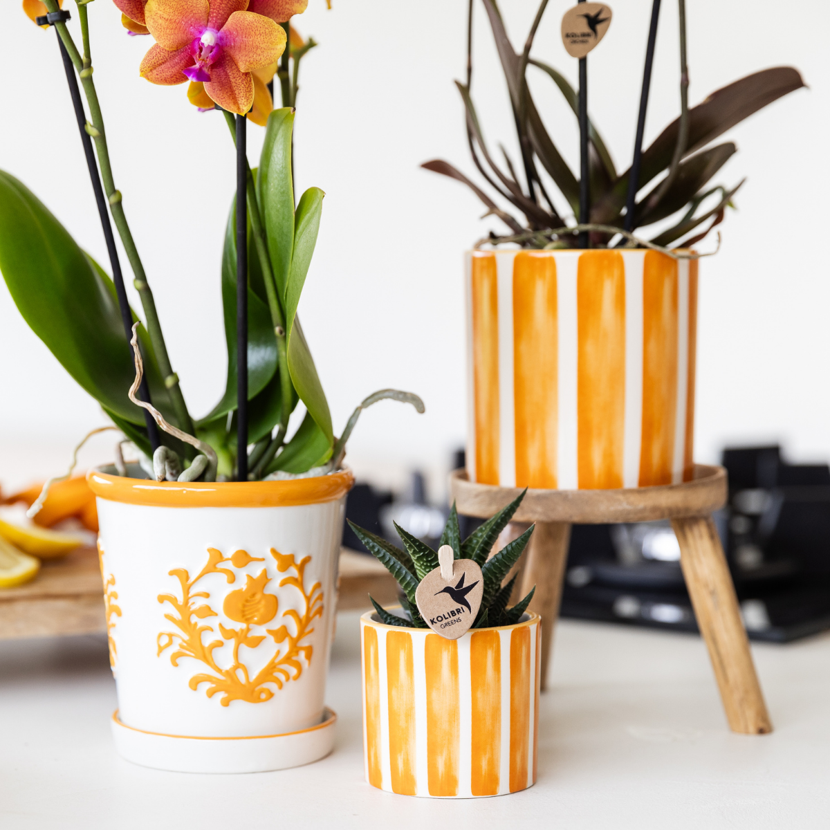 Painted Stripe sierpot - Oranje