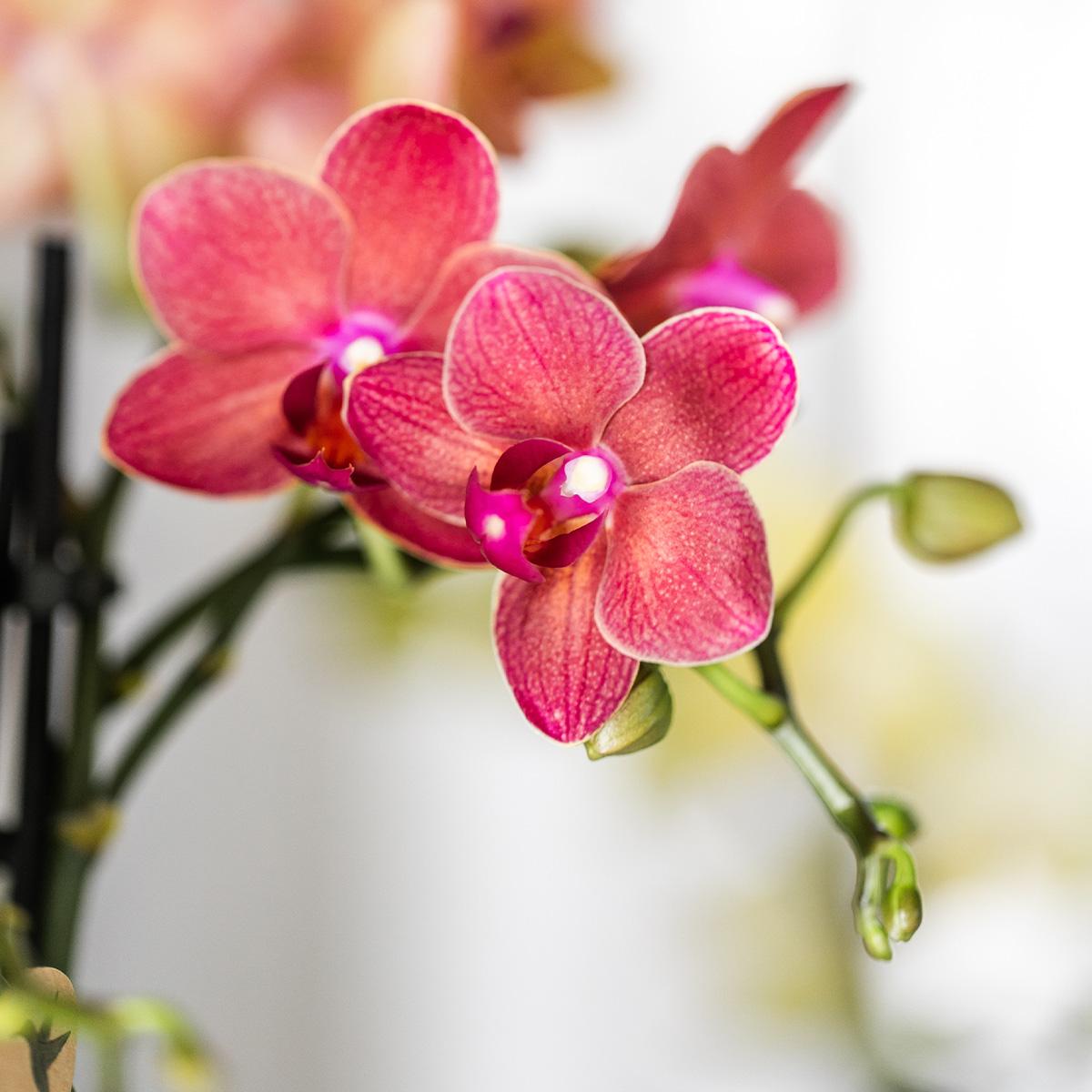 Rode Phalaenopsis Orchidee - Congo - Ø9cm
