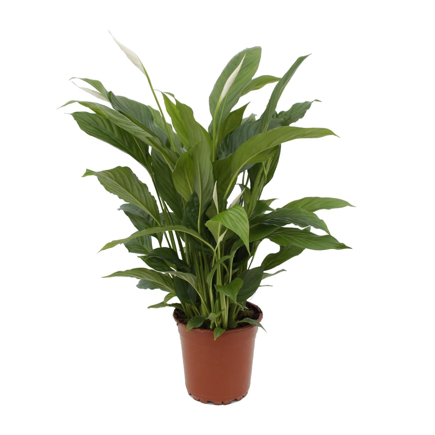 Vredeslelie - Spathiphyllum Torelli - Ø17cm - ↕65cm
