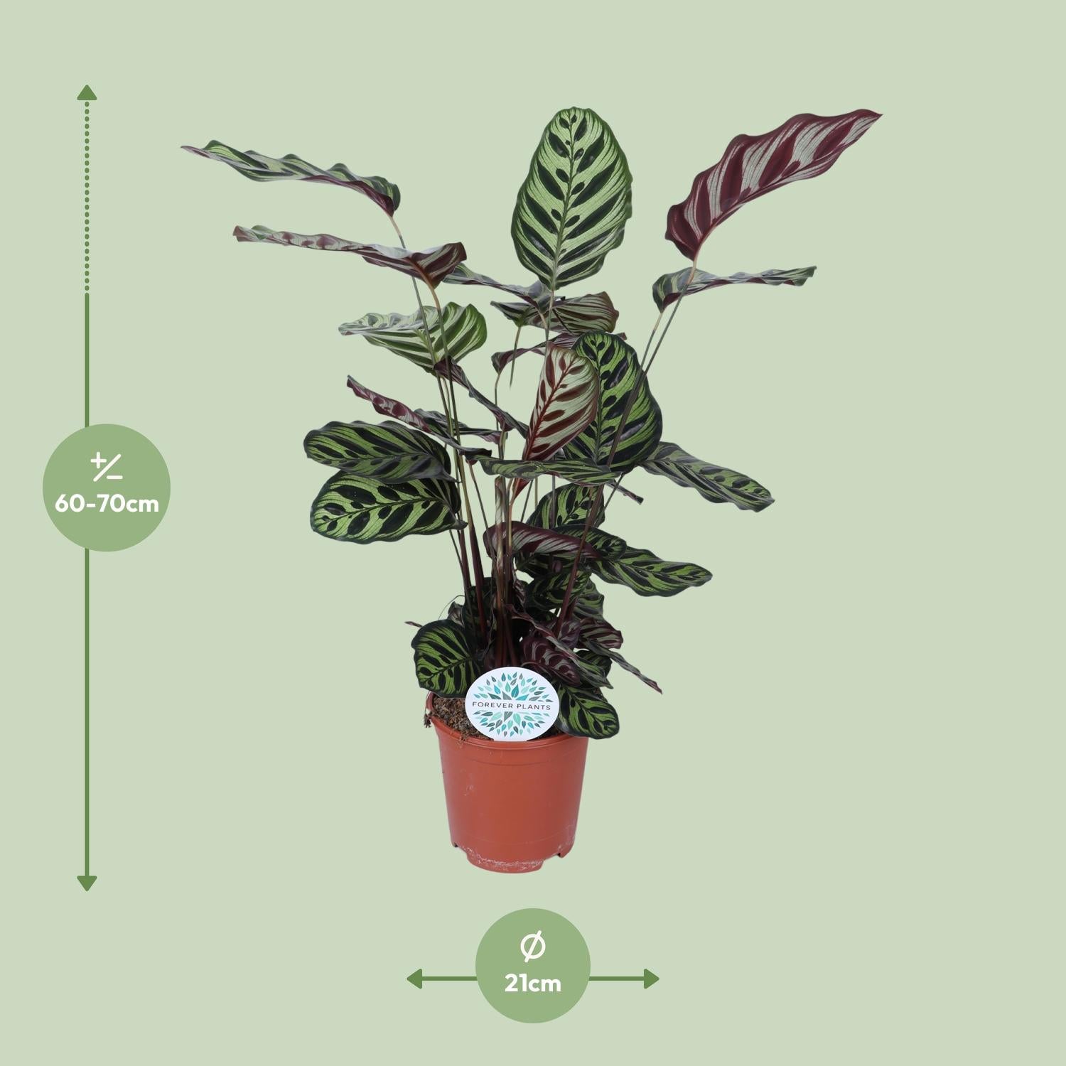 Pauwenplant - Calathea Makoyana - Ø21cm - ↕70cm
