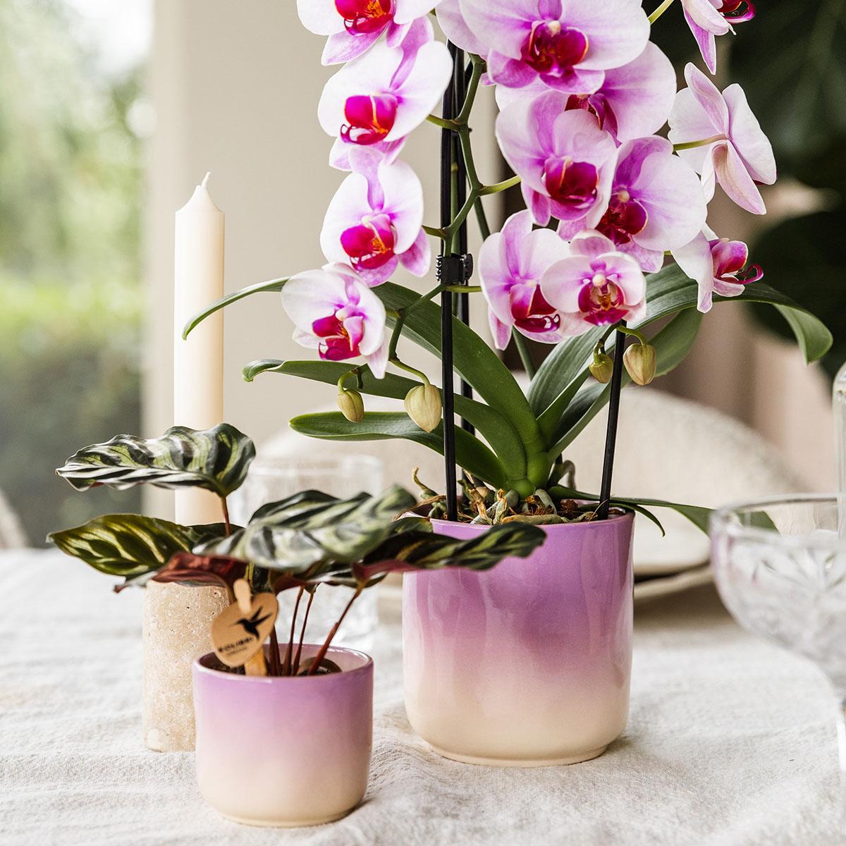 Gradience sierpot  - Roze