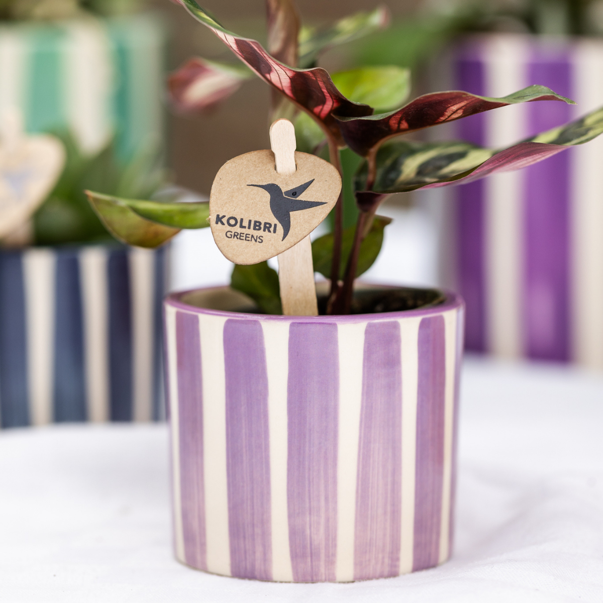 Painted Stripe sierpot - Lila