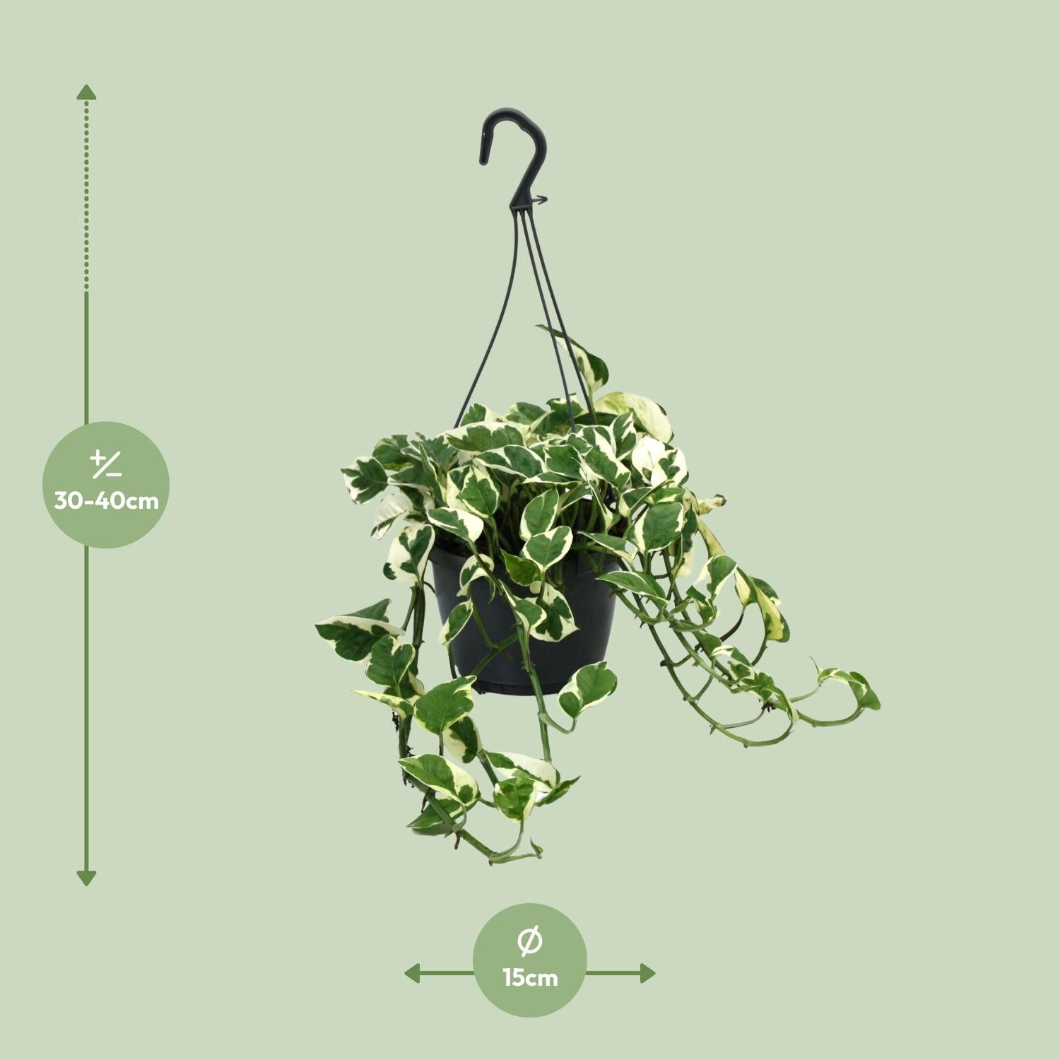 Drakenklimop - Scindapsus (Epipremnum) N’Joy - Ø15cm - ↕35cm