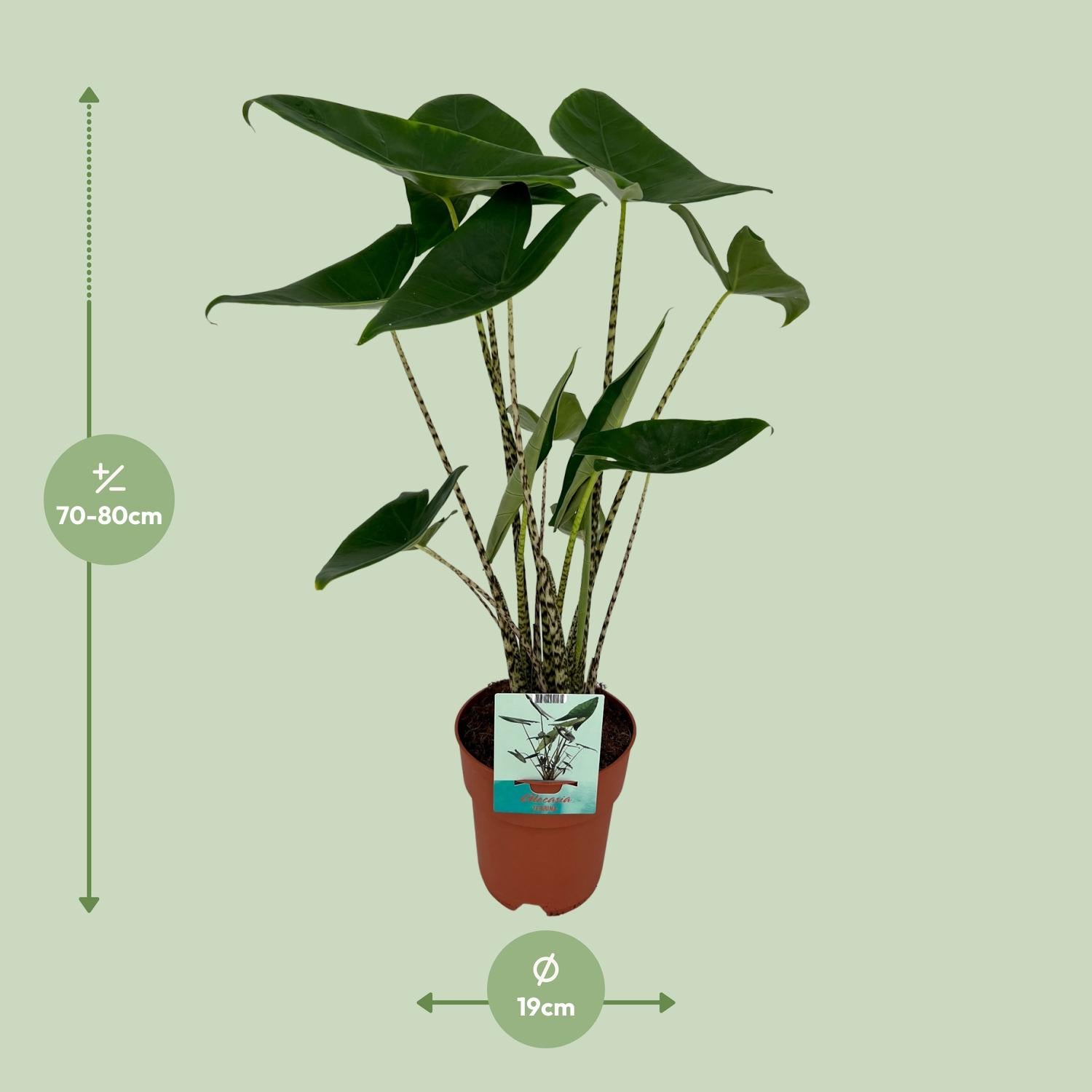 Zebra Plant - Alocasia Zebrina - Ø19cm - ↕75cm