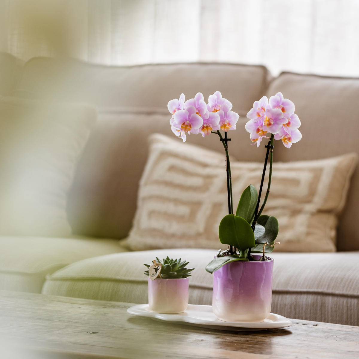Set van paarse Phalaenopsis Orchidee Vienna en Succulent incl. keramieken sierpotten