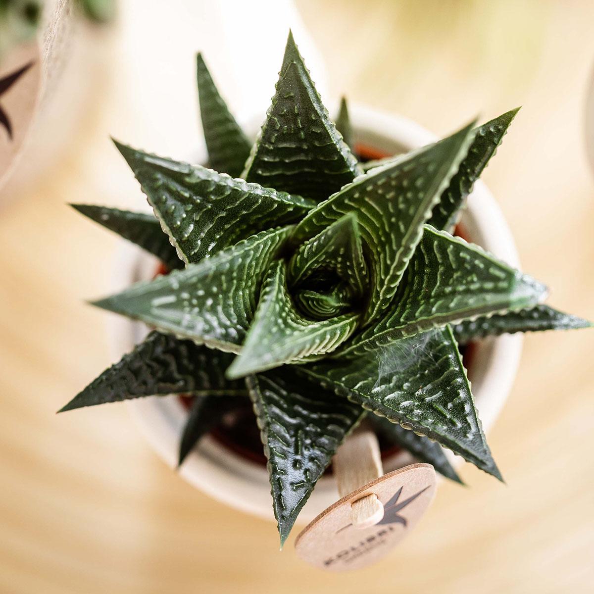Haworthia Royal Highnness