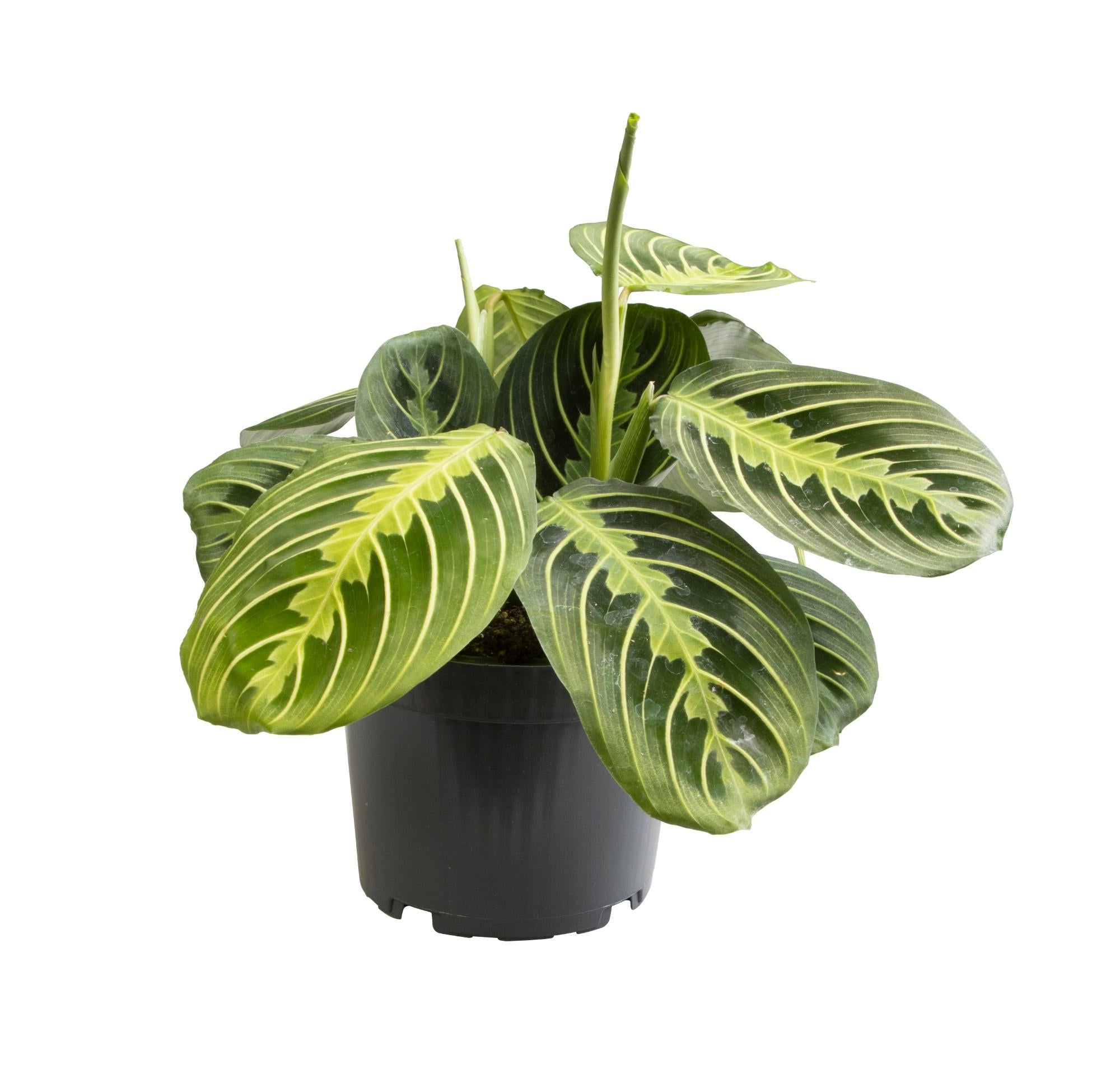 Gebetsplant - Maranta Lemon Lime - Ø12cm - ↕30cm