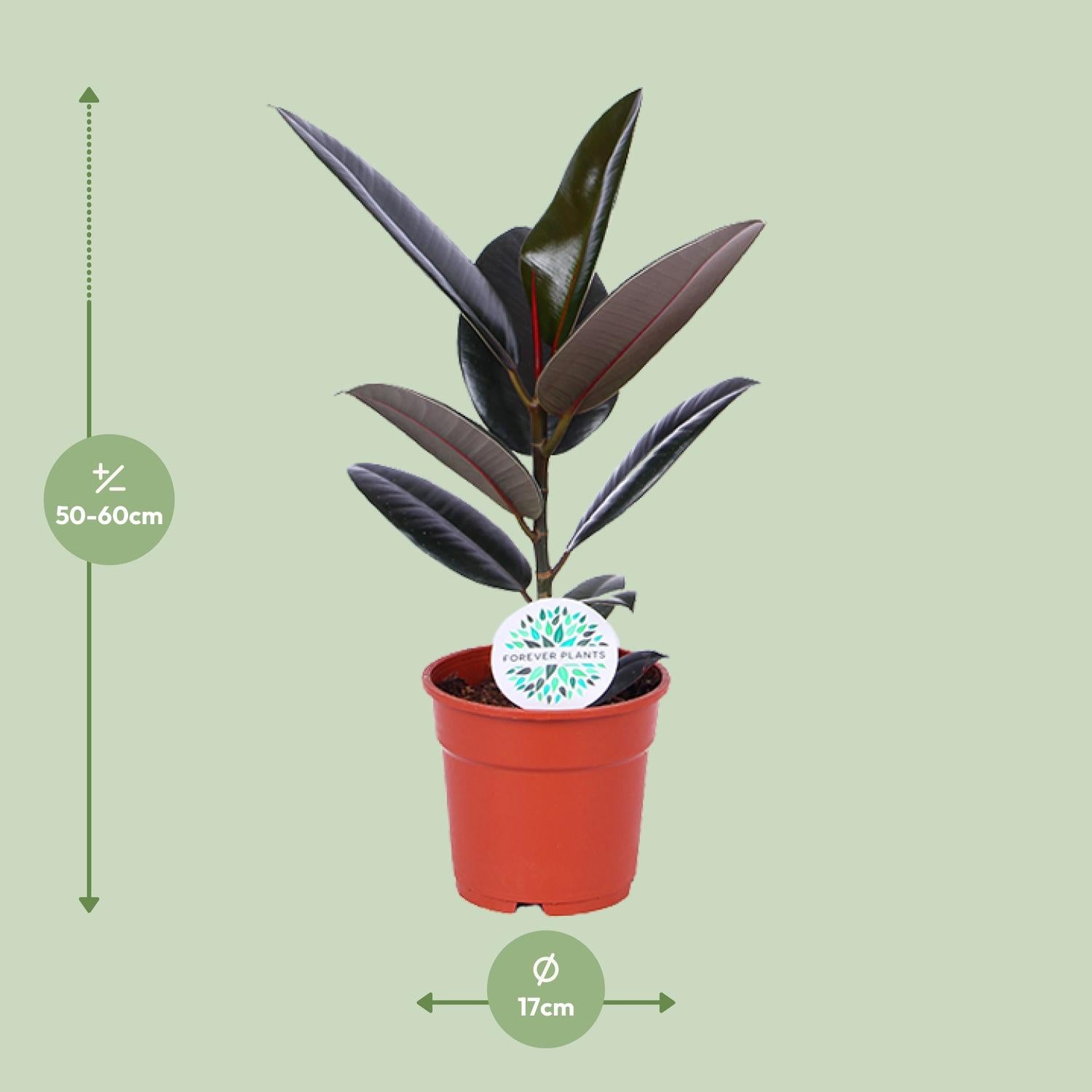 Rubberboom - Ficus Elastica Abidjan - Ø17cm - ↕55cm