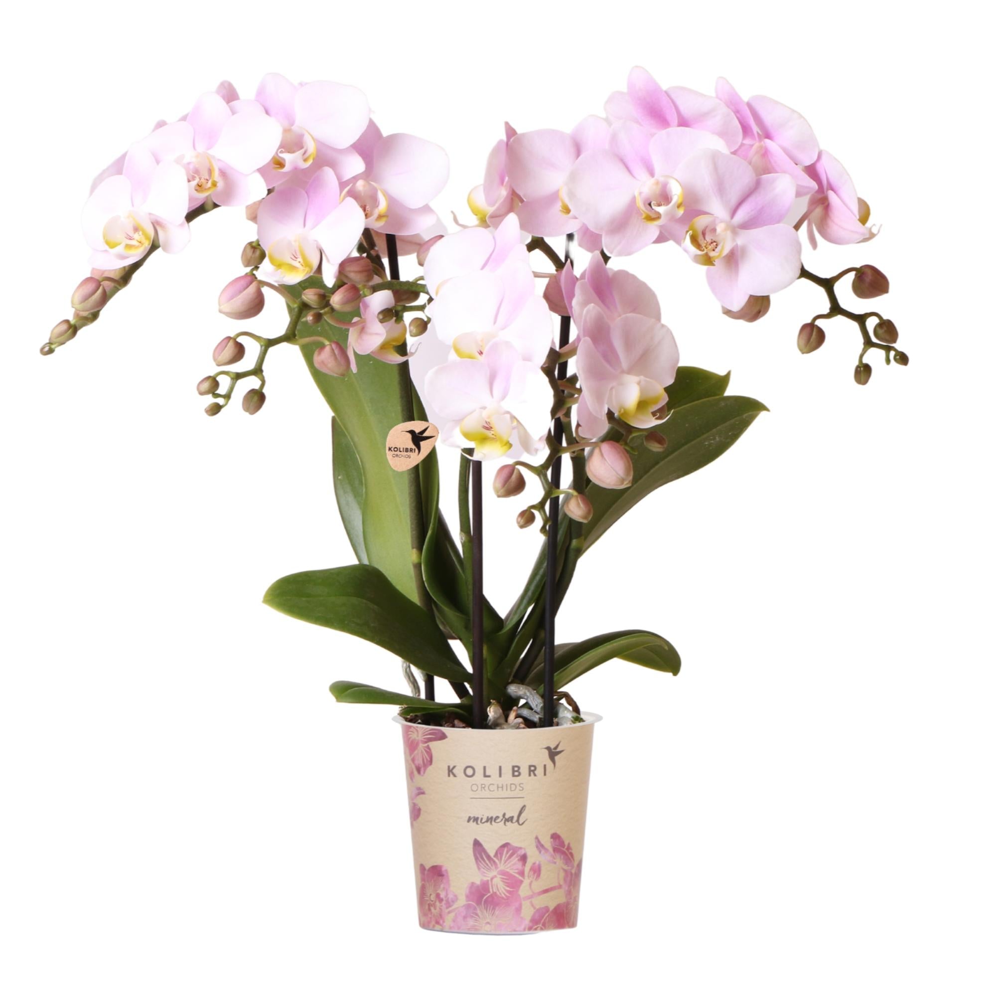 Roze Phalaenopsis Orchidee - Portugal - Ø9cm