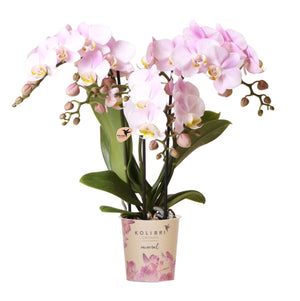 Everspring roze phalaenopsis orchidee in sierpot met meerdere bloemen en donkergroene bladeren