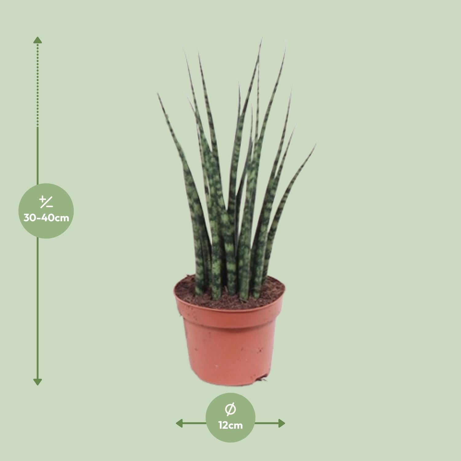 Vrouwentong - Sansevieria Fernwood Mikado