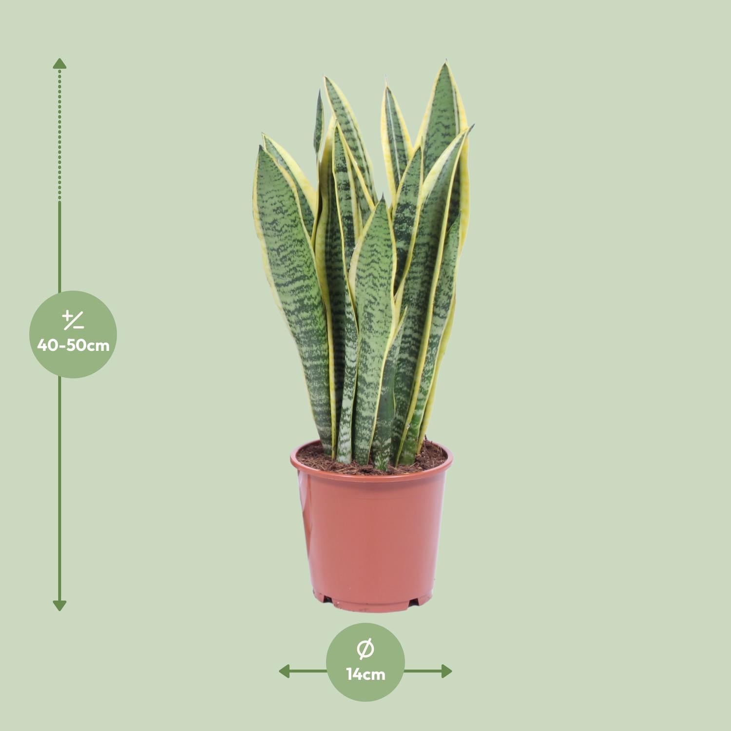 Vrouwentong - Sansevieria Trifasciata Laurentii