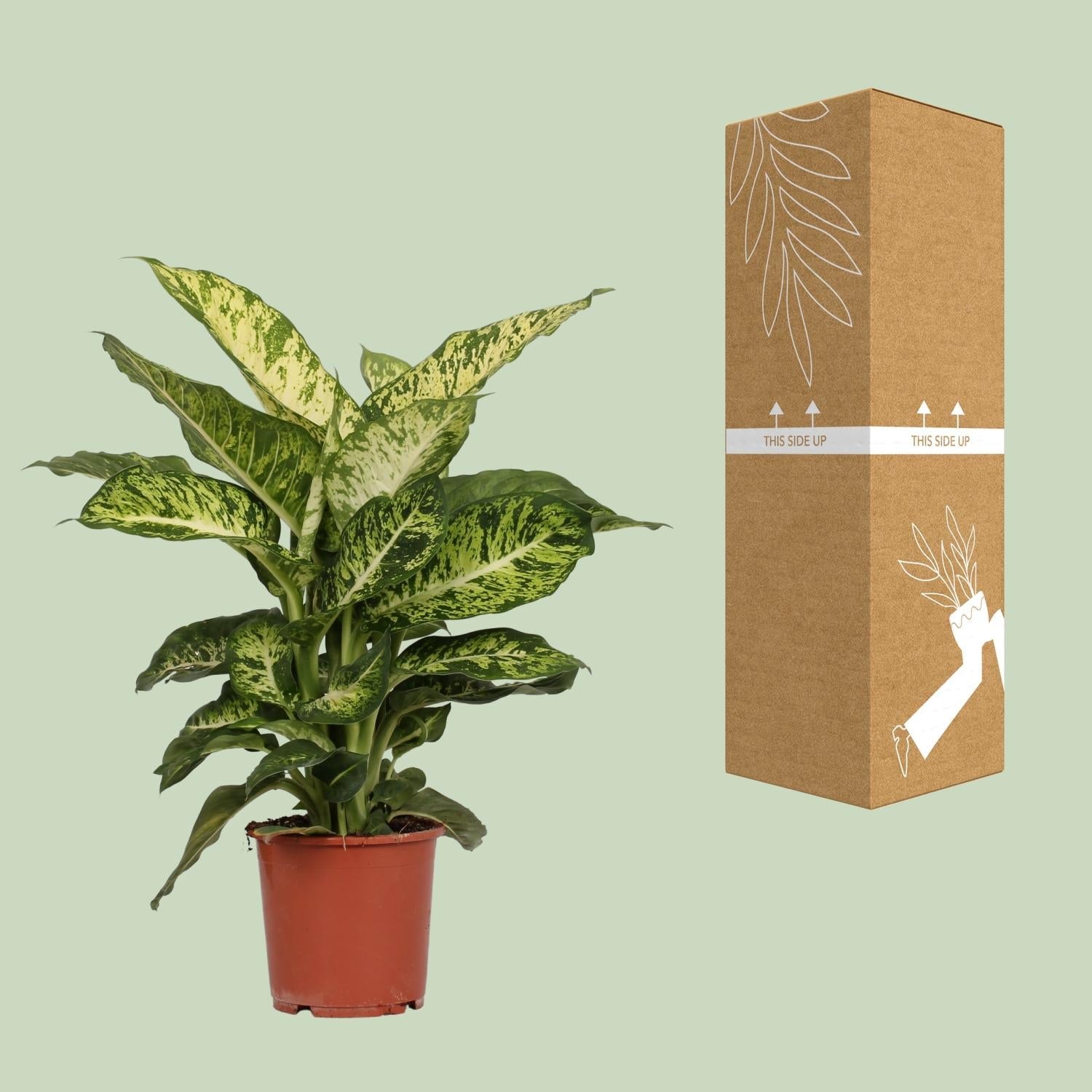 Dief van Bagdad - Dieffenbachia Mars - Ø17cm - ↕50cm Everspring