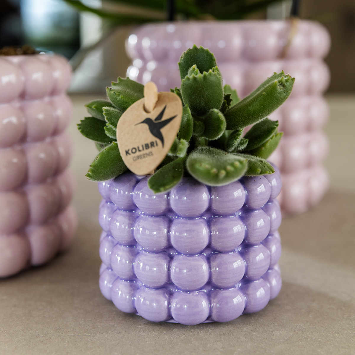 Poppy sierpot - Paars